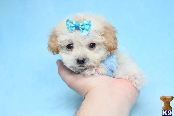 lvpuppyheaven Picture 3
